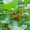 Semena Zarděnice Erythrina Arborescens Zarděnice Stromová 10 ks Oranžové Květy Okrasný Strom Zelené Listy Pro Pěstování Doma I Na Zahradu 3