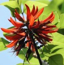 Semena Zarděnice Erythrina Variegata 5 ks Červené Květy Panašované Zelenožluté Listy Okrasný Strom Pro Pěstování V Nádobě Doma I Na Zahradu 2