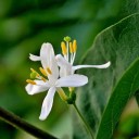 Semena zimolezu nejvonnějšího Lonicera fragrantissima 20 ks Bohatě kvetoucí keř s vonnými krémově bílými květy Na zahradu i živé ploty 2
