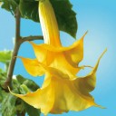 Semena žluté vonné brugmansie Brugmansia suaveolens 15 ks brazilský kvetoucí keř se žlutými trubkami pro výsev a domácí pěstování 2