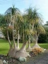 Semences de beaucarnea guatemalensis 10 pcs arbre succulent pied d'éléphant pour semis et culture domestique en intérieur 2