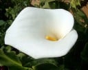 Semences de calla Zantedeschia aethiopica 100 pcs Plante vivace avec de grandes fleurs blanches en forme de trompette Pour parterre, au bord de l'eau 2