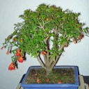 Semences de grenadier Punica granatum var. nana 10 pcs Arbuste nain avec des fleurs orange Pour la culture de bonsaïs ou en pot et en serre 2