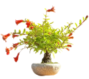 Semences de grenadier Punica granatum var. nana 10 pcs Arbuste nain avec des fleurs orange Pour la culture de bonsaïs ou en pot et en serre 3