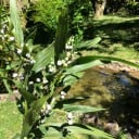 Semences de larmes de Job Coix lacryma-jobi 50 pcs herbe ornementale asiatique avec des graines dures pour la création de bijoux artisanaux 2