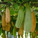 Semences de luffa cylindrique Luffa cylindrica 10 pcs Fruits verts cylindriques pour éponge naturelle Plante grimpante Pour pergolas, supports 3