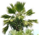 Semences de palmier Pritchardia pacifica 10 pcs Palmier ornemental à grandes feuilles en forme d'éventail Vert Pour la culture et la serre 3