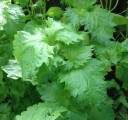 Semences de perilla Perilla frutescens shiso 50 pcs Herbe aromatique comestible avec des feuilles vertes dentelées Pour le jardin et la cuisine 2