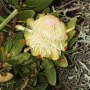 Semences de protea Protea caffra subsp. kilimandscharica 5 pcs Arbuste ornemental avec des fleurs crème en forme de coupe À cultiver aussi bien en serre 3