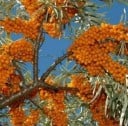 Semences de Rakytník Hippophae Rhamnoides Rakytník Řešetlákový 100 pcs Fruits Orange Feuilles Argentées Arbuste Décoratif Pour Plantation Dans Le 2