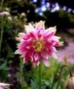 Sementes Aquilegia vulgaris Nora Barlow, embalagem 50 un, orlíček com flores cheias rosa-brancas, para canteiros de perenes e colecionadores 2