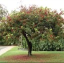 Sementes da árvore Schotia brachypetala 20 unid Árvore ornamental com flores vermelhas e folhas verdes Para cultivo em estufa e bonsai 1