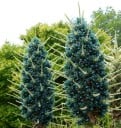 Sementes da planta Puya alpestris 40 un Okrasna planta com flores azul-turquesa e estames laranja Para cultivo e estufa 1