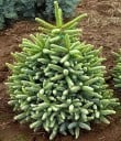 Sementes de abeto espanhol Abies pinsapo, 10 unid., árvore de folha perene, agulhas azul-esverdeadas prateadas, plantação em jardins e colecções ornamentais 3