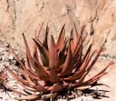 Sementes de Aloe gariepensis, 10 unid., suculenta com folhas de cor laranja dispostas em roseta, plantação para colecionadores e composições 1