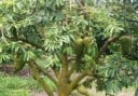 Sementes de anona Annona muricata Graviola, 10 unid., árvore de fruto tropical com frutos verdes espinhosos, plantação para estufa e colecionadores 3