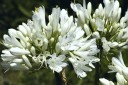 Sementes de calokvět Agapanthus praecox subsp. orientalis, 10 unid., planta perene com flores brancas em forma de bola e folhas em forma de fita 2