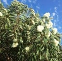 Sementes de Corymbia eximia 30 unid árvore australiana com flores brancas em forma de penacho para cultivo em estufa, jardim de inverno ou como bonsai 2