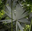 Sementes de Cryosophila guagara 4 unid. rara palma em forma de leque da América Central para colecções botânicas e plantações em estufas tropicais 2