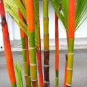 Sementes de cyrtostachys vermelho Cyrtostachys renda 10 un tropikal palma com troncos vermelhos para cultivo em estufa e interior 3