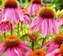 Sementes de Echinacea purpurea 100 ks robusta perene com flores rosa para grandes canteiros e plantações de pradaria 2