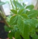 Sementes de Jiaogulan Gynostemma Pentaphyllum Jiaogulan 20 unid Folhas Verdes Planta Trepadeira Planta de Interior para Cultivar em Casa ou no Jardim 2