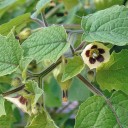 Sementes de mochyně peruana Physalis peruviana Colombia Select 50 unid Frutos laranja comestíveis em embalagem de papel Para canteiro ou estufa 2