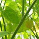 Sementes de mochyně peruana Physalis peruviana Colombia Select 50 unid Frutos laranja comestíveis em embalagem de papel Para canteiro ou estufa 3