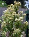 Sementes de myrta-limão Backhousia citriodora 20 unid. arbusto aromático australiano com flores brancas para cultivo em interiores e no jardim 2