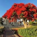 Sementes de ohnivec královský Delonix regia 10 pcs, árvore tropical de flores laranja de Madagascar para cultivo de árvores ornamentais e bonsais 4
