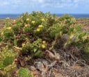 Sementes de opúncia Opuntia dillenii 5 unid Cacto com segmentos planos e espinhosos e frutos vermelhos comestíveis Para vaso e coleção de suculentas 1