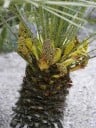 Sementes de žumara baixa Chamaerops humilis var. cerifera 5 un mrazuvzdornas palme em forma de leque com folhas azul-prateadas para o jardim 3