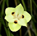 Sementes Dietes bicolor 10 unid. planta perene africana com flores amarelo-cremosas e manchas escuras para plantação no jardim e em vasos 3