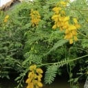 Semi di arbusto Sesbania sesban 30 pz Arbusto ornamentale veloce con fiori gialli e foglie piumate delicate Da coltivare anche in serra 2