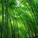 Semi di bambù Phyllostachys edulis 10 pz Bambù moso adulto con canne robuste e germogli commestibili Per il giardino e come barriera 2