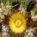 Semi di Cactus Echinocactus Grusonii Palla d'Oro 50 pz Cactus Verde con Spine Dorate Sedile della Suocera per Coltivazione a Casa e in Giardino 2
