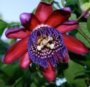 Semi di granadilla gigante Passiflora quadrangularis 10 pz Pianta rampicante con grandi frutti commestibili e fiori variopinti Per serra e supporto 1