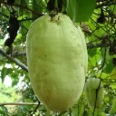 Semi di granadilla gigante Passiflora quadrangularis 10 pz Pianta rampicante con grandi frutti commestibili e fiori variopinti Per serra e supporto 2