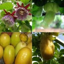Semi di granadilla gigante Passiflora quadrangularis 10 pz Pianta rampicante con grandi frutti commestibili e fiori variopinti Per serra e supporto 4
