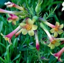 Semi di jirnice Polemonium pauciflorum 25 pz Pianta perenne ornamentale con fiori gialli a forma di tubo Per aiuole, serre e vasi 2