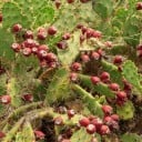 Semi di opuntia Opuntia dillenii 5 pz Cactus con articoli piatti spinosi e frutti rossi commestibili Da vaso e collezione di succulente 2
