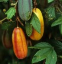 Semi di passiflora tripartita 5 pz Liana andina taxo con fiori rosa e frutti commestibili Per serra e supporto 2