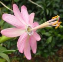 Semi di passiflora tripartita 5 pz Liana andina taxo con fiori rosa e frutti commestibili Per serra e supporto 3
