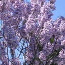 Semi di paulovnia Paulownia elongata 100 pz Albero ornamentale a crescita rapida con fiori tubolari viola Per il giardino e come esemplare singolo 3
