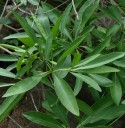 Semi di Pavetta lanceolata 20 pz 3