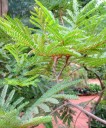 Semi di Peltophorum africanum 10 pz Albero ornamentale con fiori gialli e foglie piumate delicate Per serra, giardino d'inverno e vasi 2