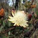 Semi di protea Protea caffra subsp. kilimandscharica 5 pz Arbusto ornamentale con fiori a coppa color crema Per la coltivazione e per la serra 2