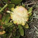 Semi di protea Protea caffra subsp. kilimandscharica 5 pz Arbusto ornamentale con fiori a coppa color crema Per la coltivazione e per la serra 3