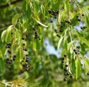 Semi di Prunus padus 50 pz Albero ornamentale con fiori bianchi profumati a grappolo e foglie verdi Per il giardino e la serra 3
