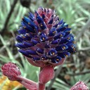 Semi di Puya venusta 10 pz Bromelia ornamentale con fiori blu-viola e stami arancioni Per la coltivazione e per la serra 2